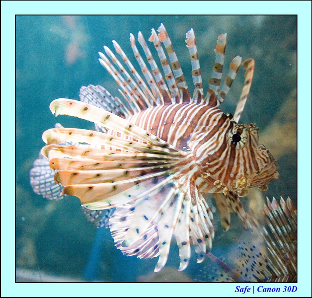 2006 - 07 - Kuala lumpur -  Aquarium 16